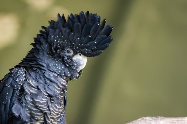 Private Blue Mountains Scenic World, Featherdale Wildlife & Sydney Harbour Cruise photo 6