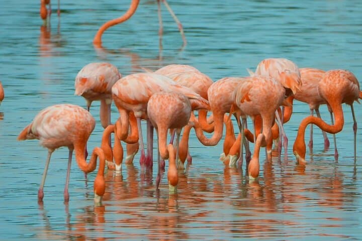 Celestún Mangrove Boat Tour: Flamingos, Clay Baths & Beach Escape from Mérida