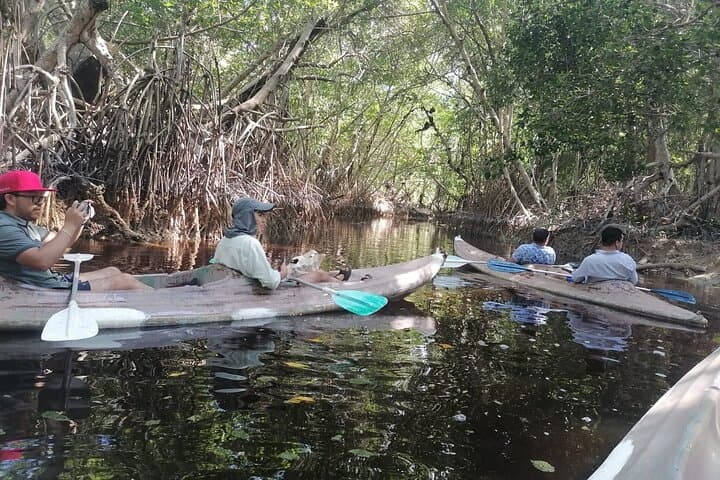 Celestún Mangrove Boat Tour: Flamingos, Clay Baths & Beach Escape from Mérida photo 2