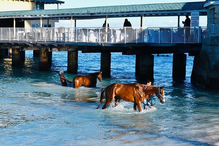 Swim with the Horses at Carlisle Bay and Explore the Barbados Garrison photo 3