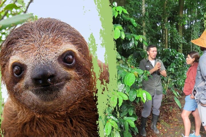 Sloths, Coffee & Chocolate: Rainforest Walk and Tasting near La Fortuna