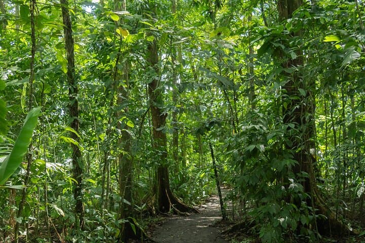 Sloths, Coffee & Chocolate: Rainforest Walk and Tasting near La Fortuna photo 3