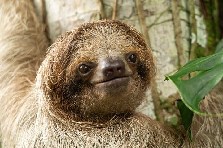Sloths, Coffee & Chocolate: Rainforest Walk and Tasting near La Fortuna photo 6