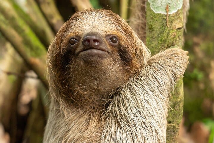 Sloths, Coffee & Chocolate: Rainforest Walk and Tasting near La Fortuna photo 5