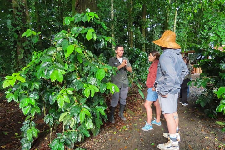 Taste Costa Rica: Coffee, Chocolate and Sugarcane Tour in La Fortuna photo 1