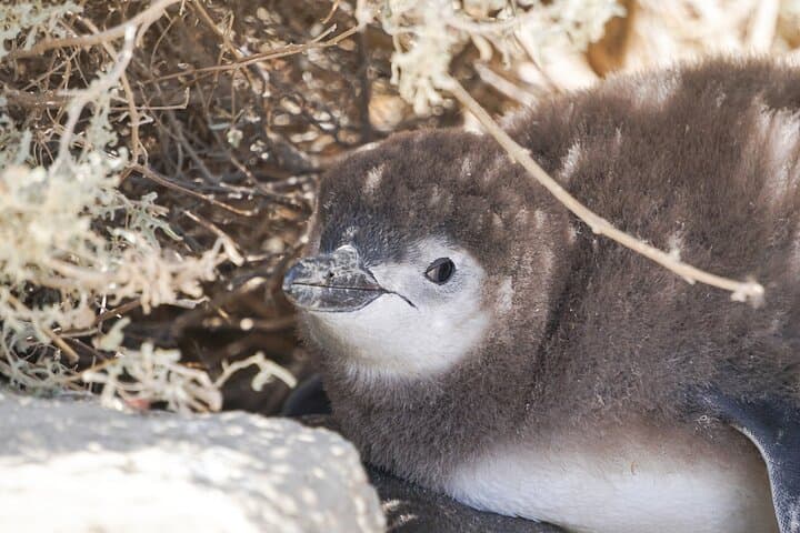 Punta Tombo Penguin Excursion from Puerto Madryn: Walk Among Magellanic Penguins photo 3
