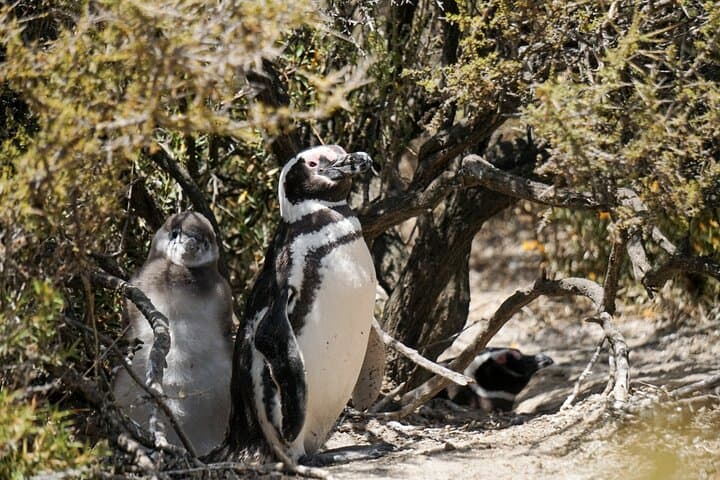 Punta Tombo Penguin Excursion from Puerto Madryn: Walk Among Magellanic Penguins photo 4