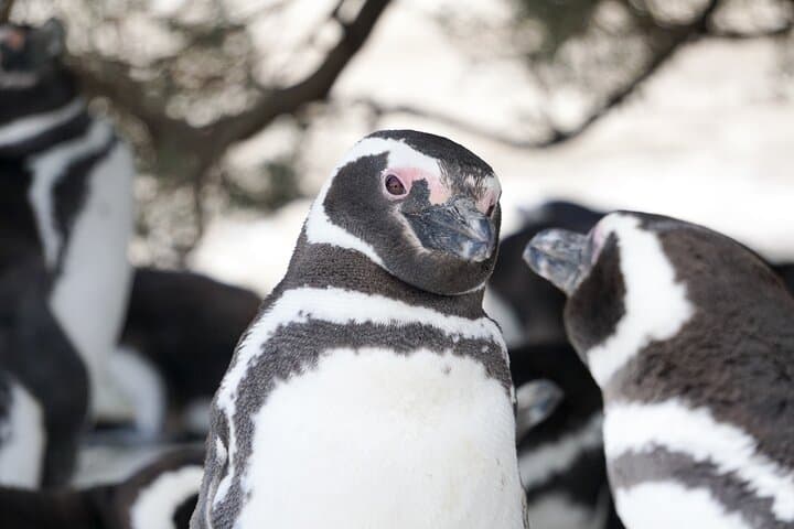 Punta Tombo Penguin Excursion from Puerto Madryn: Walk Among Magellanic Penguins photo 5