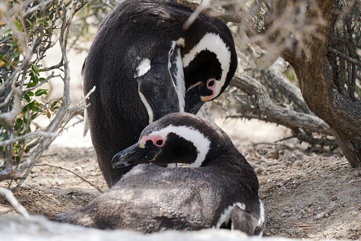 Punta Tombo Penguin Excursion from Puerto Madryn: Walk Among Magellanic Penguins photo 6