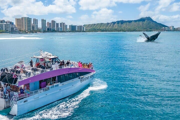 Waikiki Whale Watching: 2-Hour Humpback Safari from Honolulu