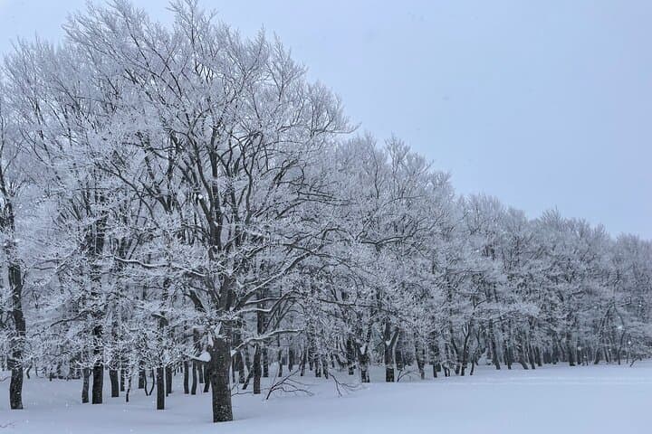 Winter Bites: Snowshoe a Hakkoda Forest and Taste Aomori's Winter Traditions photo 3
