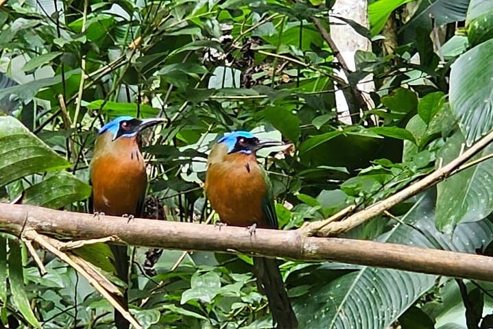 Chasing Waterfalls Experience in Tobago: Rainforest Hikes & Natural Pools photo 6