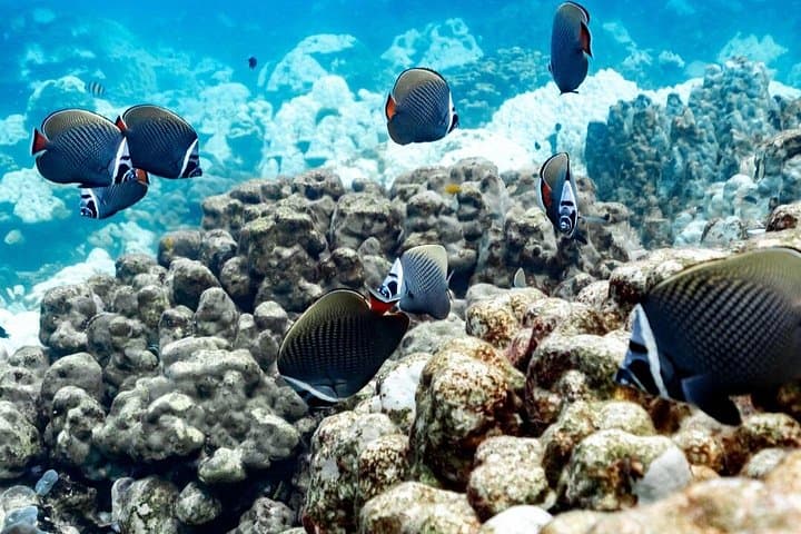 Speedboat to Racha & Coral Islands: Phuket Day Trip with Snorkeling & Lunch photo 4