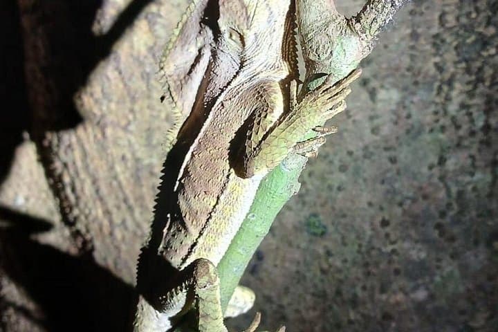 Monteverde Night Tour: Guided Nocturnal Wildlife Walk in the Cloud Forest photo 4
