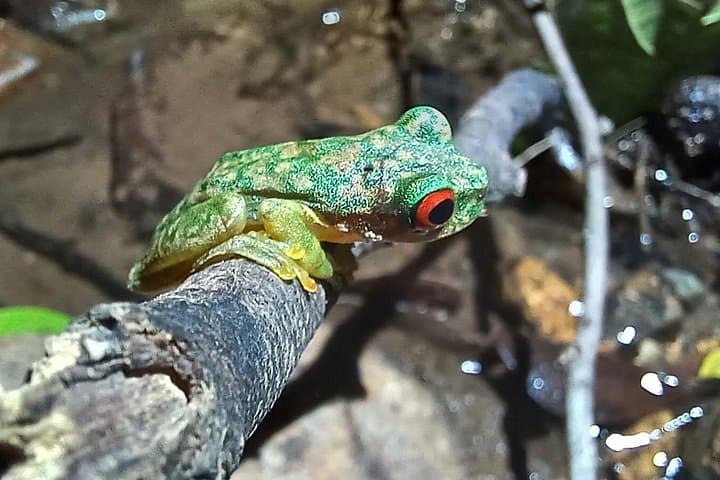 Monteverde Night Tour: Guided Nocturnal Wildlife Walk in the Cloud Forest photo 1