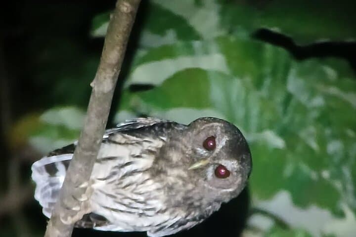 Monteverde Night Tour: Guided Nocturnal Wildlife Walk in the Cloud Forest photo 3