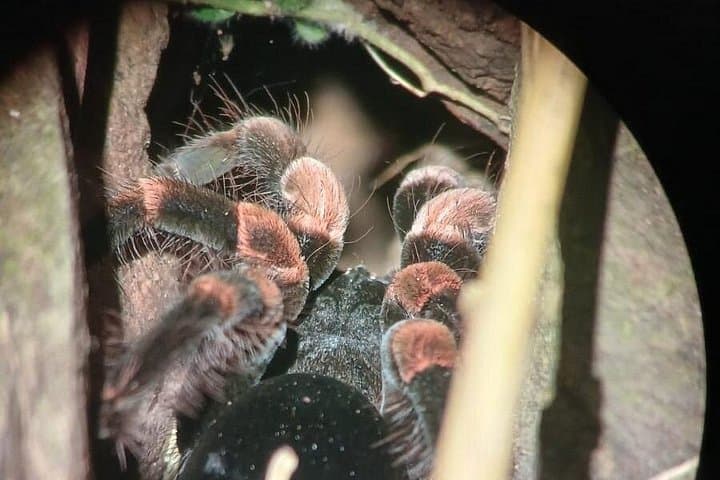 Monteverde Night Tour: Guided Nocturnal Wildlife Walk in the Cloud Forest photo 2