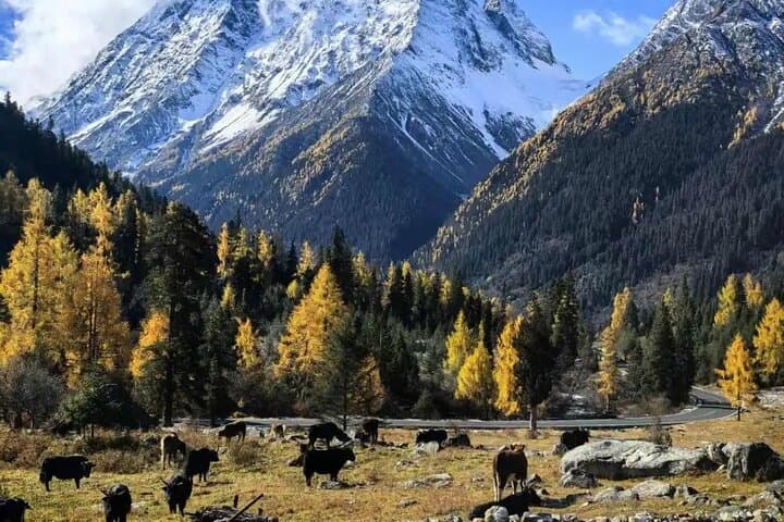 3-Day Sichuan Siguniang, Danba & Yala Snow Mountain Tour photo 6