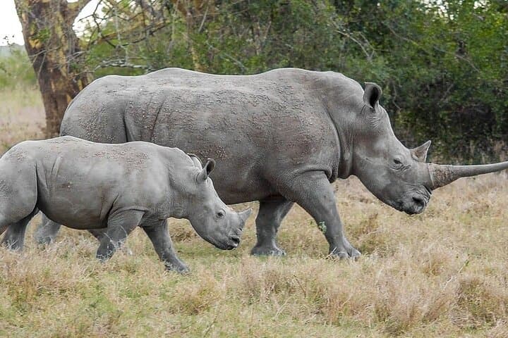 Solio Ranch Rhino Watch Safari: Day Trip from Nairobi photo 3