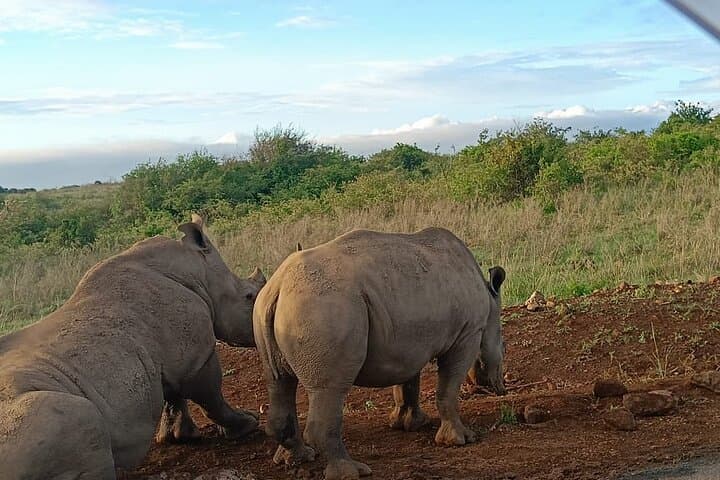 Explore Wildlife on a Nairobi National Park and Giraffe Center Guided Day Tour photo 2