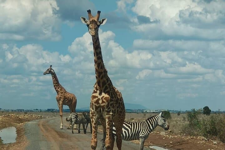 Explore Nairobi National Park: A Wild Safari Just Outside Kenya’s Capital photo 1