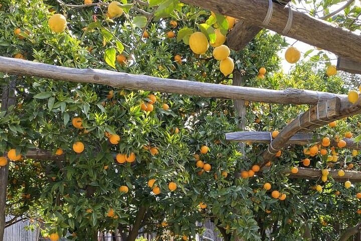 Cooking in a Sorrento Lemon Grove: Hands-On Pasta & Farm-to-Table Lunch photo 2