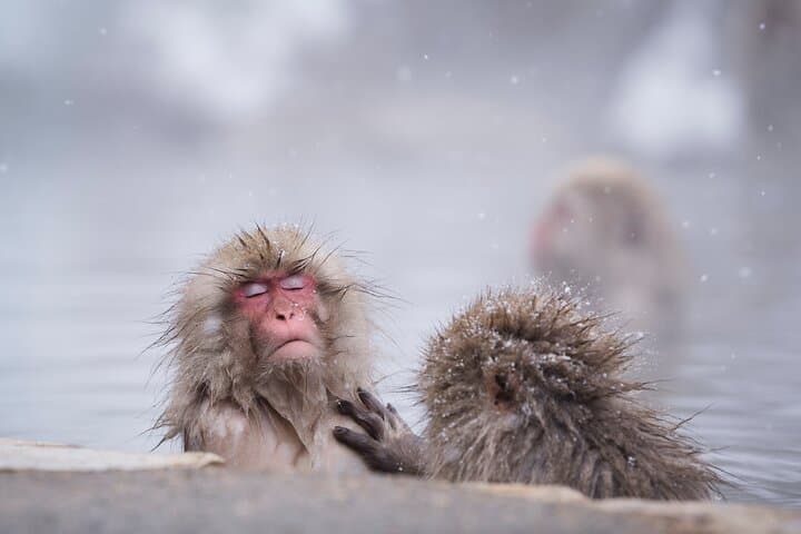 Snow Monkeys, Sake & Hokusai: Day Trip from Nagano