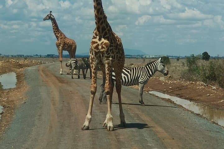 Explore Wildlife on a Nairobi National Park and Giraffe Center Guided Day Tour photo 5