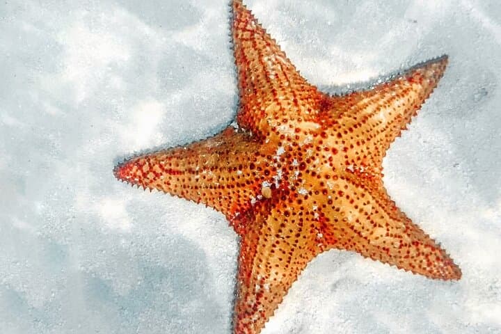 Saona Crusoe VIP from La Romana — Remote Saona Island Beaches, Natural Pool & Turtle Project photo 5