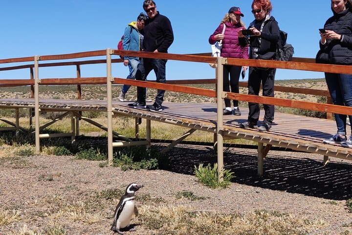 Punta Tombo Penguin Walk: Full-Day Wildlife Tour from Puerto Madryn