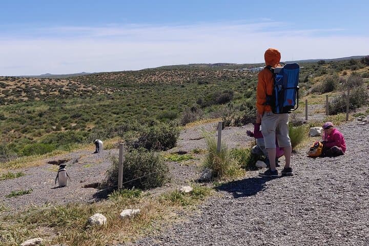 Punta Tombo Penguin Walk: Full-Day Wildlife Tour from Puerto Madryn photo 2