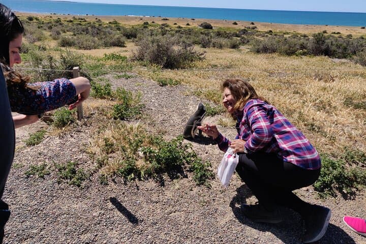 Punta Tombo Penguin Walk: Full-Day Wildlife Tour from Puerto Madryn photo 3
