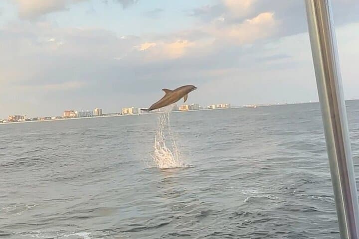 Sandestin Sunset Eco-Dolphin Cruise: Dolphin Watching & Bay Sunset Tour photo 6