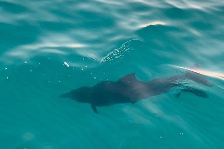 Sandestin Sunset Eco-Dolphin Cruise: Dolphin Watching & Bay Sunset Tour photo 5