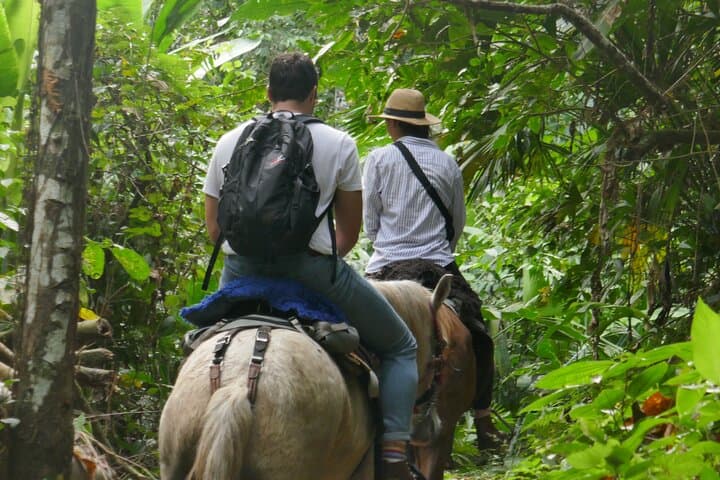Horseback Jungle Ride and River Swim from Palomino photo 6