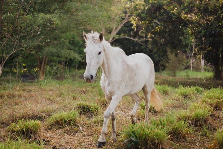 Horseback Jungle Ride and River Swim from Palomino photo 2