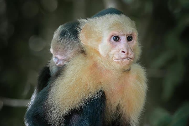 Hike Parrot Mountain at Fundación Loros: Wildlife & Conservation Near Cartagena photo 4