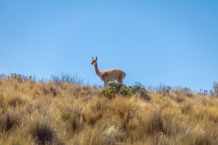 3-Day Escape to Salta: Purmamarca & Salinas Grandes Salt Flats photo 3
