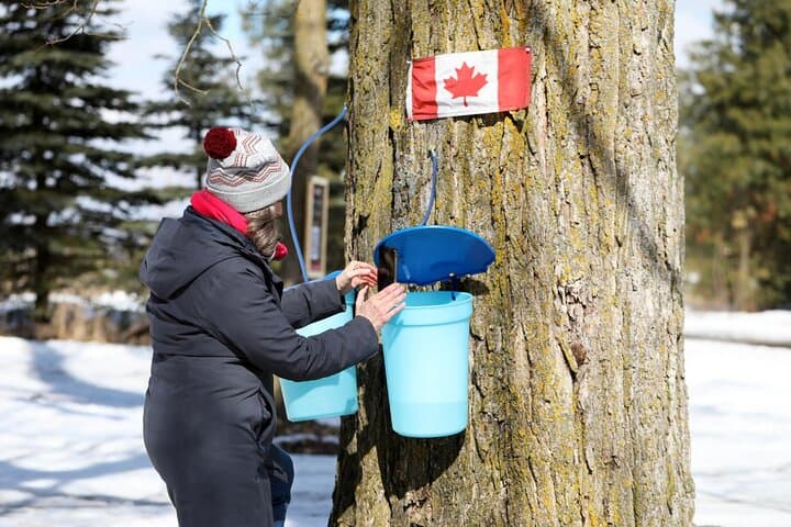 Sugar Bush Day Trip from Toronto: Maple Taffy, Sap Tasting & Farm Brewery Flight photo 2