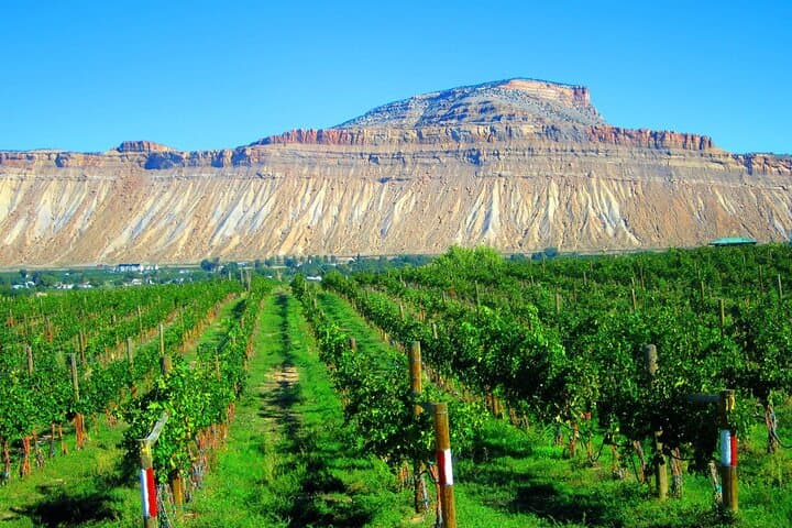 Luxury Palisade Wine Tour: Limo Tasting Through Colorado's Orchard and Vineyard Country photo 5