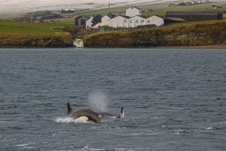 Private Orkney Odyssey: Historic Island Tour with a Native Islander photo 6