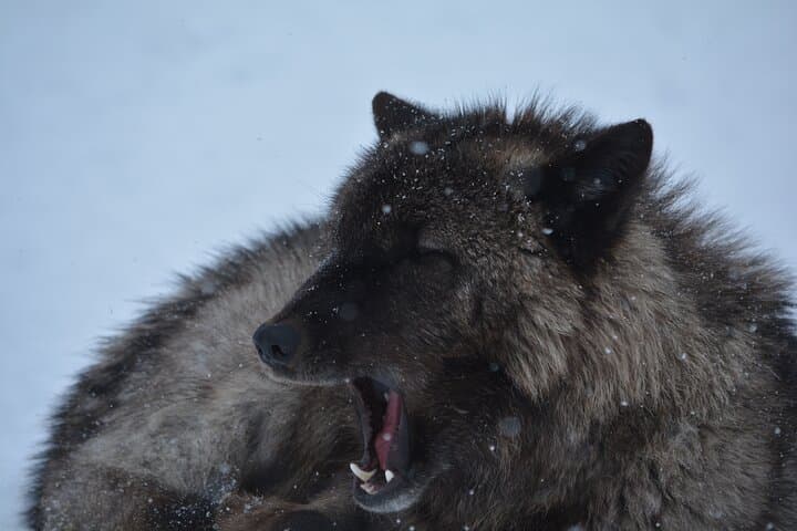 Turnagain Arm Winter Scenic Tour: Alyeska Tram, Beluga Point & Wildlife Viewing photo 5