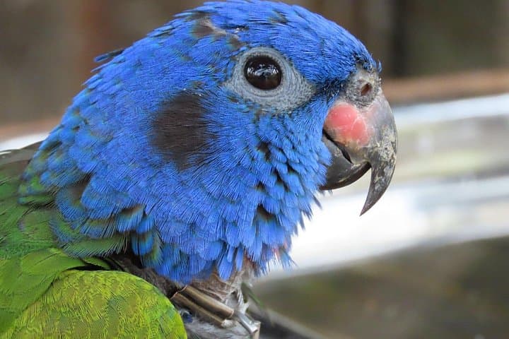 Volunteer at Fundación Loros: Parrot & Macaw Sanctuary Near Cartagena photo 3