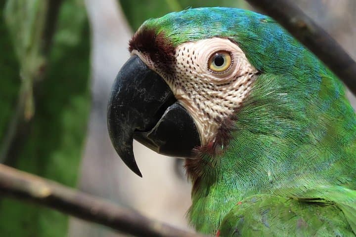 Volunteer at Fundación Loros: Parrot & Macaw Sanctuary Near Cartagena photo 1
