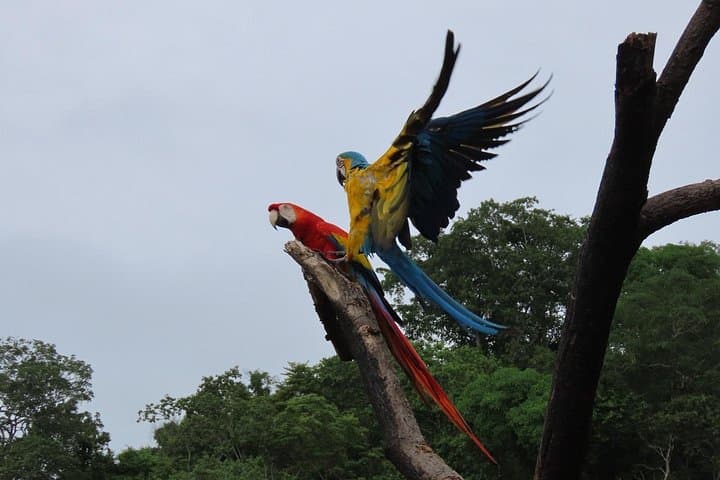 Volunteer at Fundación Loros: Parrot & Macaw Sanctuary Near Cartagena photo 4