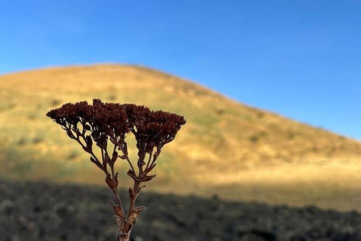 Mount Cameroon 3-Day Summit Trek: 2 Nights on Africa's Highest Volcano photo 5
