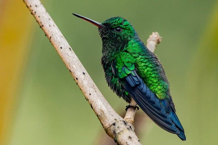Birdwatching at Los Loros Reserve: Parrots, Toucans & Endemics Near Cartagena photo 2