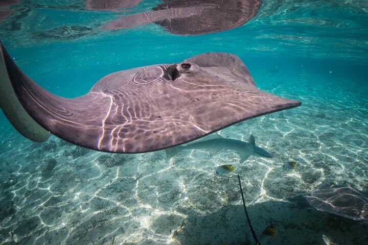 Half-Day Keishi Lagoon Tour: Snorkel with Sharks & Rays in Bora Bora photo 4