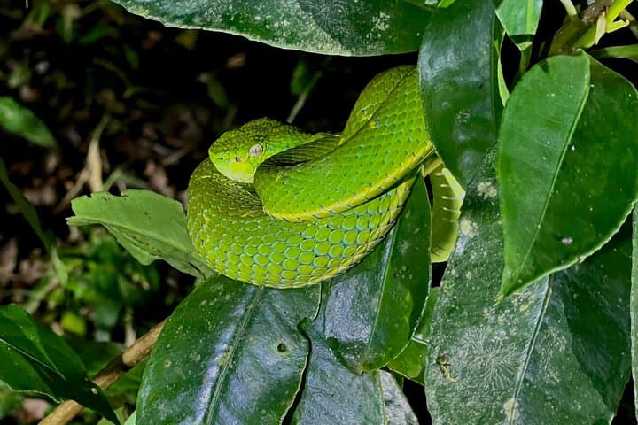 Night Hike in Monteverde Cloud Forest: Guided Nocturnal Wildlife Walk