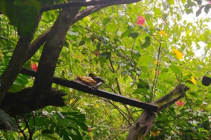 Montego Bay Botanical and Bird Sanctuary Walk — 90-Min Nature Tour photo 4